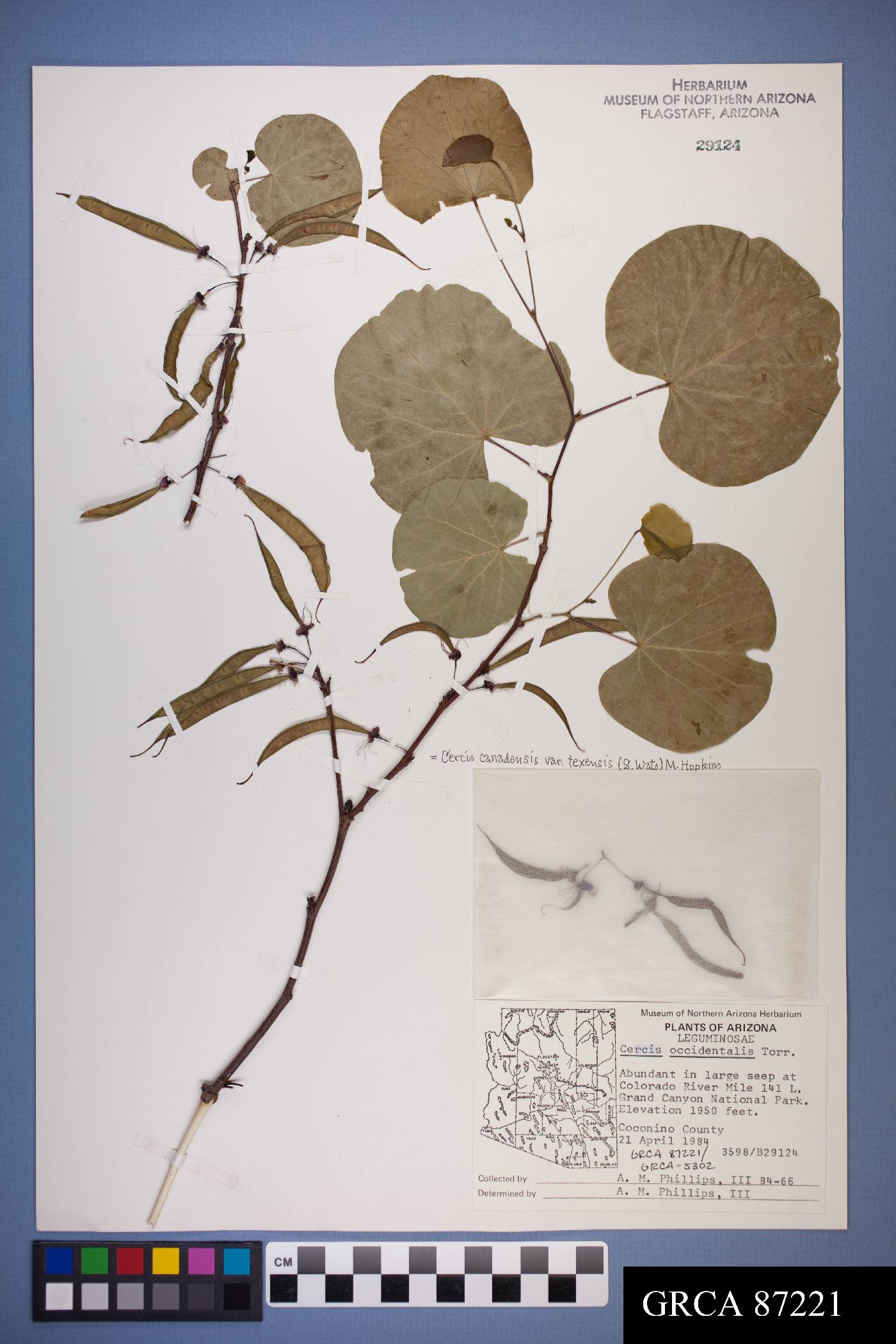 Cercis canadensis var. texensis image